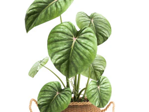 houseplants in a pot for the interior 891 3D Model
