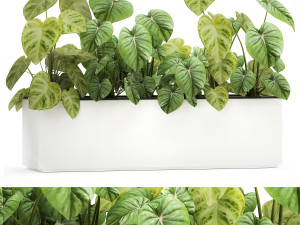 houseplants in a pot for the interior 892 3D Model