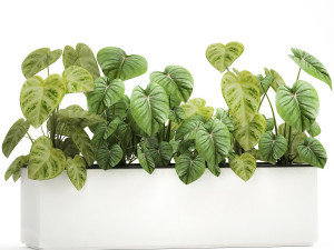 houseplants in a pot for the interior 892 3D Model