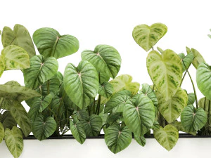 houseplants in a pot for the interior 892 3D Model