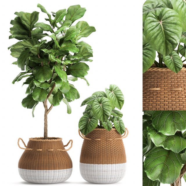 houseplants in a basket rattan for the interior 893 3Dモデル .c4d .max .obj .3ds .fbx .stl .blend 