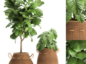 houseplants in a basket rattan for the interior 893 3D Model