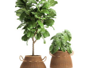 houseplants in a basket rattan for the interior 893 3Dモデル