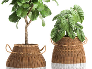 houseplants in a basket rattan for the interior 893 3Dモデル