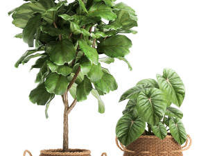 houseplants in a basket rattan for the interior 893 3Dモデル