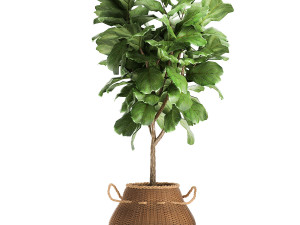 houseplants in a basket rattan for the interior 893 3Dモデル