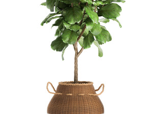 houseplants in a basket rattan for the interior 893 3Dモデル