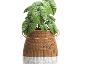 houseplants in a basket rattan for the interior 893 3Dモデル