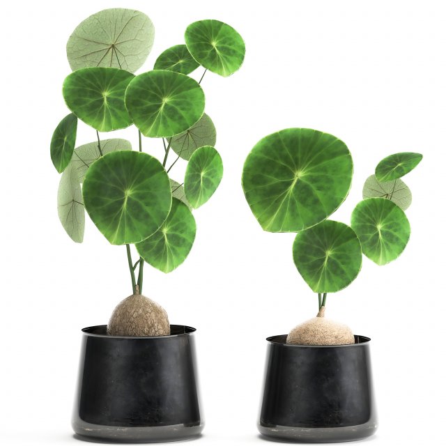 stephania erecta in a pot for the interior 894 3Dモデル .c4d .max .obj .3ds .fbx .stl .blend 