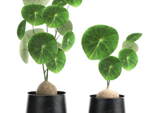 stephania erecta in a pot for the interior 894 3D Model