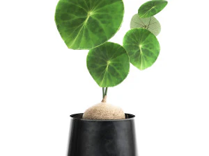 stephania erecta in a pot for the interior 894 3D Model
