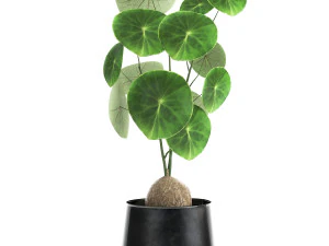 stephania erecta in a pot for the interior 894 3D Model