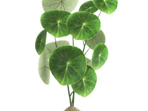 stephania erecta in a pot for the interior 894 3D Model