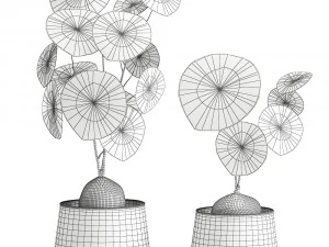stephania erecta in a pot for the interior 894 3D Model