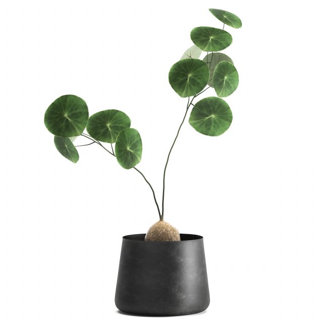 stephania erecta in a pot for the interior 895 3Dモデル .c4d .max .obj .3ds .fbx .stl .blend