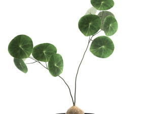 stephania erecta in a pot for the interior 895 3Dモデル