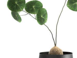 stephania erecta in a pot for the interior 895 3Dモデル