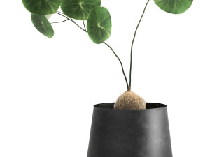 stephania erecta in a pot for the interior 895 3Dモデル