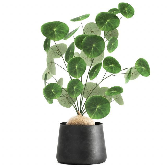 stephania erecta in a pot for the interior 896 Modello 3D .c4d .max .obj .3ds .fbx .stl .blend 