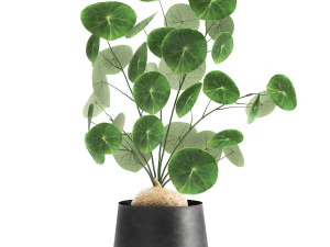 stephania erecta in a pot for the interior 896 3D Model