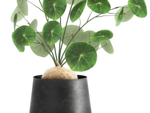 stephania erecta in a pot for the interior 896 Modello 3D