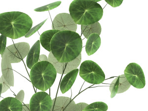 stephania erecta in a pot for the interior 896 Modello 3D