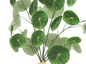 stephania erecta in a pot for the interior 896 Modello 3D