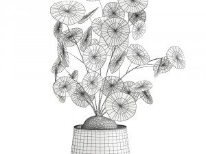 stephania erecta in a pot for the interior 896 Modello 3D
