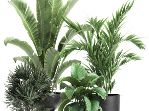 houseplants in a pot for the interior 897 3Dモデル