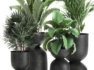 houseplants in a pot for the interior 897 3Dモデル