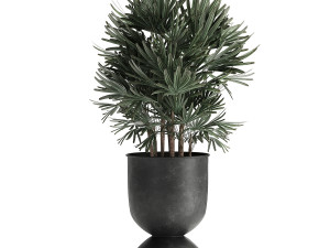 houseplants in a pot for the interior 897 3Dモデル