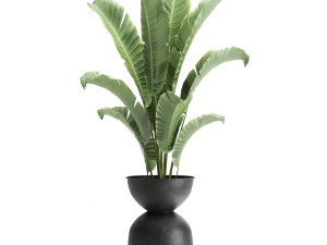 houseplants in a pot for the interior 897 3Dモデル