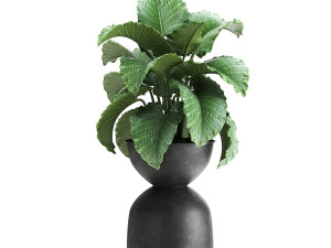 houseplants in a pot for the interior 897 3Dモデル