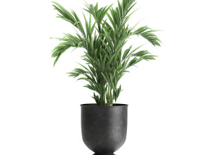 houseplants in a pot for the interior 897 3Dモデル