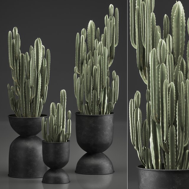 cactus in a flowerpot for the interior 898 3D मॉडल .c4d .max .obj .3ds .fbx .stl .blend 