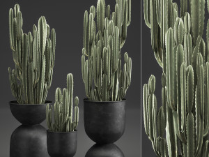 cactus in a flowerpot for the interior 898 3D Model