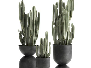 cactus in a flowerpot for the interior 898 3D Model