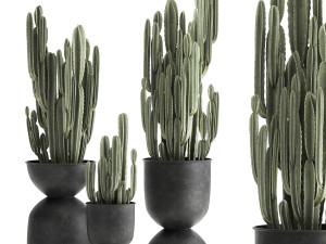 cactus in a flowerpot for the interior 898 3D मॉडल