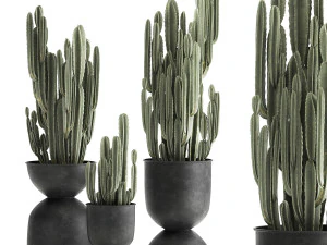 cactus in a flowerpot for the interior 898 3D Model