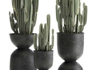 cactus in a flowerpot for the interior 898 3D मॉडल