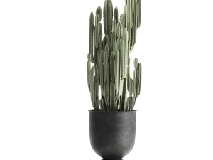 cactus in a flowerpot for the interior 898 3D मॉडल