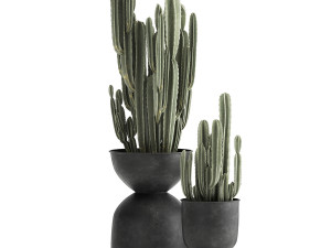 cactus in a flowerpot for the interior 898 3D मॉडल