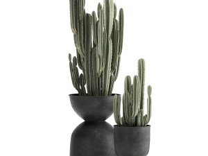 cactus in a flowerpot for the interior 898 3D Model