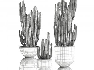 cactus in a flowerpot for the interior 898 3D मॉडल