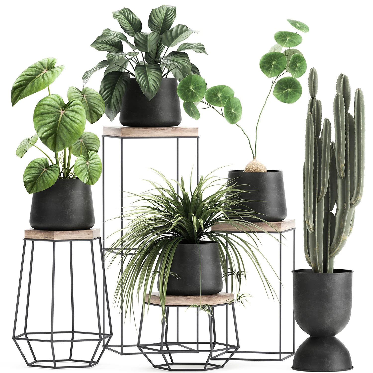 houseplants in a pot for the interior 899 3D Model .c4d .max .obj .3ds .fbx .stl .blend 