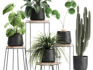 houseplants in a pot for the interior 899 3D Model
