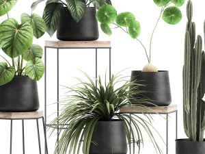 houseplants in a pot for the interior 899 3D Model