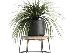 houseplants in a pot for the interior 899 Modelo 3D