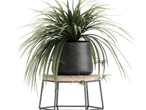 houseplants in a pot for the interior 899 3D Model