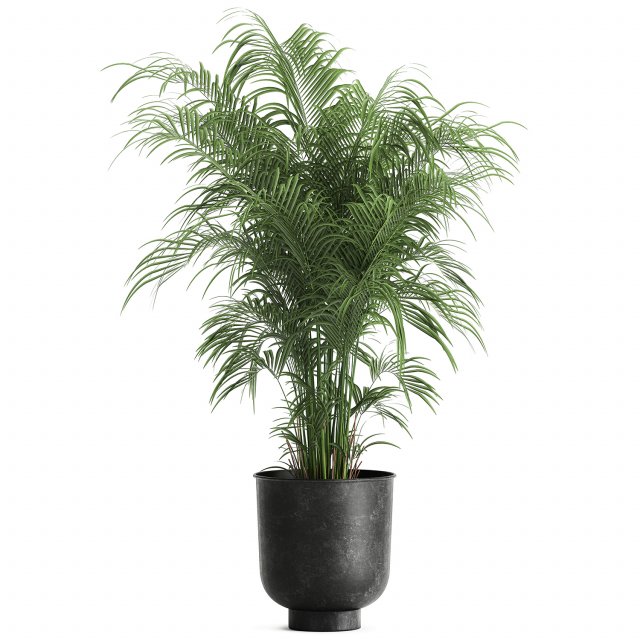 decorative palm in a flowerpot for the interior 900 3D Model .c4d .max .obj .3ds .fbx .stl .blend 